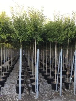 Liguster Als Boom (Ligustrum Japonicum) 13 Liguster Als Boom (Ligustrum Japonicum) -Goedkope DirectPlant winkel ligustrum japonicum 10 12 c30
