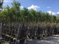 Liguster Als Boom (Ligustrum Japonicum) 12 Liguster Als Boom (Ligustrum Japonicum) -Goedkope DirectPlant winkel ligustrum japonicum 8 10