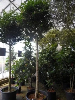 Liguster Op Stam (Ligustrum Japonicum 'Texanum') 11 Liguster Op Stam (Ligustrum Japonicum 'Texanum') -Goedkope DirectPlant winkel ligustrum japonicum texanum 20 25ho c130