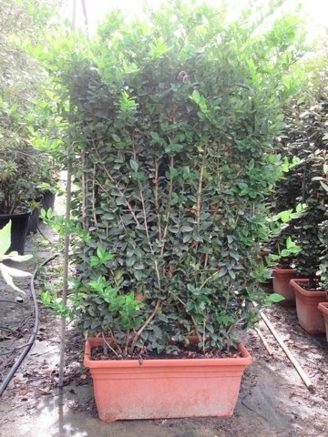 Liguster Als Leivorm (Ligustrum Japonicum 'Texanum') 3 Liguster Als Leivorm (Ligustrum Japonicum 'Texanum') - Afbeelding 3