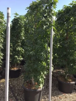 Amberboom Als Leivorm (Liquidambar Styraciflua) -Goedkope DirectPlant winkel liquidambar lage leivorm c60 1