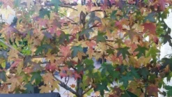 Amberboom Als Leivorm (Liquidambar Styraciflua) -Goedkope DirectPlant winkel liquidambar leiboom 1 1