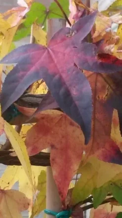 Amberboom Als Leivorm (Liquidambar Styraciflua) -Goedkope DirectPlant winkel liquidambar leiboom 2 2