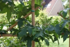 Amberboom Als Leivorm (Liquidambar Styraciflua) -Goedkope DirectPlant winkel liquidambar styraciflua 2 1