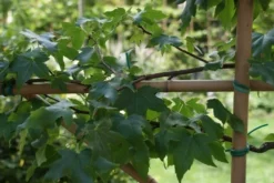 Amberboom Als Leivorm (Liquidambar Styraciflua) -Goedkope DirectPlant winkel liquidambar styraciflua 3 1