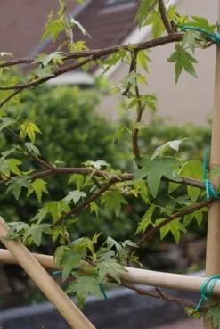 Amberboom Als Leivorm (Liquidambar Styraciflua) -Goedkope DirectPlant winkel liquidambar styraciflua 5 1