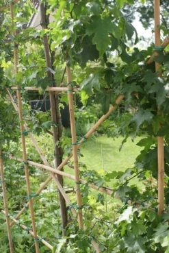 Amberboom Als Leivorm (Liquidambar Styraciflua) -Goedkope DirectPlant winkel liquidambar styraciflua 6 1