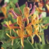 Kamperfoelie (Lonicera Heckrottii 'American Beauty')