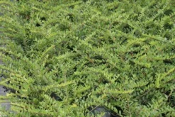 Struikkamperfoelie (Lonicera Pileata) -Goedkope DirectPlant winkel lonicera pileata 1 1