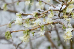 Struikkamperfoelie (Lonicera Purpusii 'Winter Beauty')