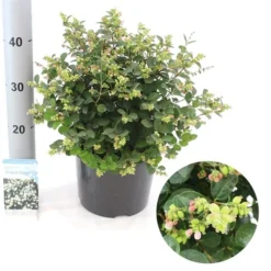Sneeuwbes (Symphoricarpos 'Magical Galaxy®) -Goedkope DirectPlant winkel magical