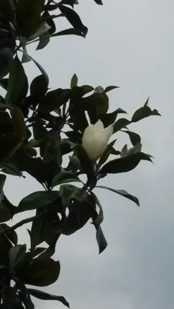 Magnolia (Magnolia Grandiflora 'Gallissoniere')