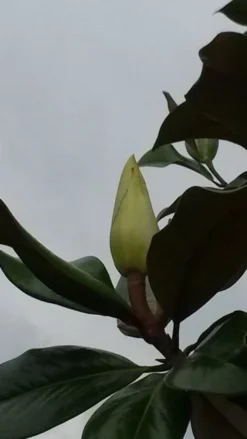 Magnolia (Magnolia Grandiflora 'Gallissoniere') -Goedkope DirectPlant winkel magnolia grandiflora 2