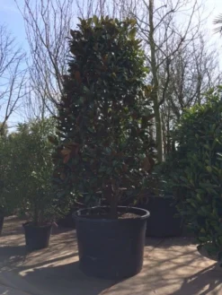 Magnolia (Magnolia Grandiflora 'Gallissoniere') -Goedkope DirectPlant winkel magnolia grandiflora 350 400 extra breed