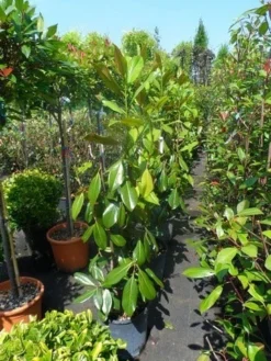 Magnolia (Magnolia Grandiflora 'Gallissoniere') -Goedkope DirectPlant winkel magnolia grandiflora gallisoniere 100 125