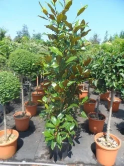 Magnolia (Magnolia Grandiflora 'Gallissoniere') -Goedkope DirectPlant winkel magnolia grandiflora gallisoniere 125 150 175 cont. 1