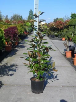 Magnolia (Magnolia Grandiflora 'Gallissoniere') -Goedkope DirectPlant winkel magnolia grandiflora gallisoniere 125 150 c25