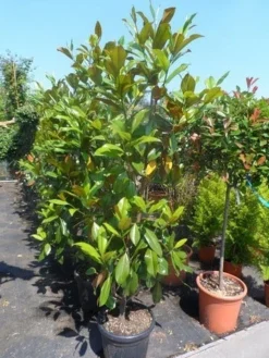 Magnolia (Magnolia Grandiflora 'Gallissoniere') -Goedkope DirectPlant winkel magnolia grandiflora gallisoniere 150 175 200 cont