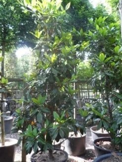 Magnolia (Magnolia Grandiflora 'Gallissoniere') -Goedkope DirectPlant winkel magnolia grandiflora gallisoniere 250 300 c150