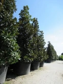 Magnolia (Magnolia Grandiflora 'Gallissoniere') -Goedkope DirectPlant winkel magnolia grandiflora gallisoniere 2