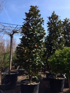 Magnolia (Magnolia Grandiflora 'Gallissoniere') -Goedkope DirectPlant winkel magnolia grandiflora gallisoniere 350 400 450