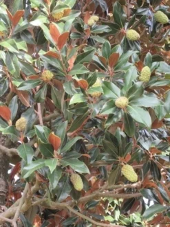 Magnolia (Magnolia Grandiflora 'Gallissoniere') -Goedkope DirectPlant winkel magnolia grandiflora gallisoniere 1