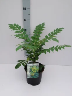 Chinese Mahoniestruik (Mahonia Bealei) -Goedkope DirectPlant winkel mahonia 3 6