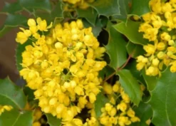 Mahoniestruik (Mahonia Aquifolium 'Apollo') -Goedkope DirectPlant winkel mahonia apollo bloei