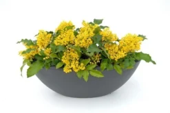 Mahoniestruik (Mahonia Aquifolium 'Apollo') -Goedkope DirectPlant winkel mahonia apollo toepassing