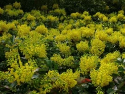 Mahoniestruik (Mahonia Aquifolium 'Apollo') -Goedkope DirectPlant winkel mahonia apollo toepassing 1