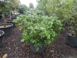 Mahoniestruik (Mahonia Aquifolium 'Apollo') -Goedkope DirectPlant winkel mahonia aquifolium apollo c130