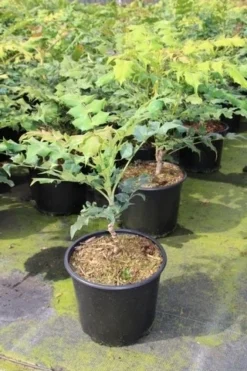 Chinese Mahoniestruik (Mahonia Bealei) -Goedkope DirectPlant winkel mahonia bealei 1