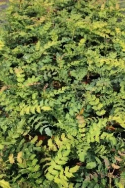 Chinese Mahoniestruik (Mahonia Bealei) -Goedkope DirectPlant winkel mahonia bealei 2