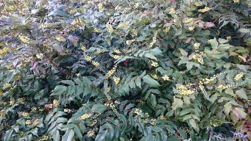 Mahoniestruik (Mahonia Japonica) 1 Mahoniestruik (Mahonia Japonica)