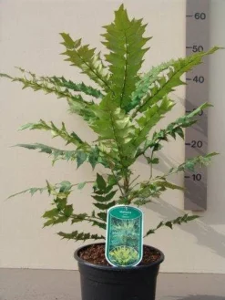 Mahoniestruik (Mahonia Media 'Charity') -Goedkope DirectPlant winkel mahonia media charity c3