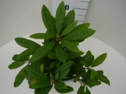 Rhododendron (Rhododendron 'Marcel Menard') -Goedkope DirectPlant winkel marcel mennard c2 boven