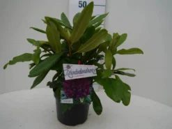Rhododendron (Rhododendron 'Marcel Menard') -Goedkope DirectPlant winkel marcel mennard c2 voor