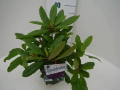 Rhododendron (Rhododendron 'Marcel Menard') -Goedkope DirectPlant winkel marcel mennard c2 zij
