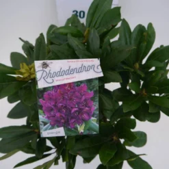 Rhododendron (Rhododendron 'Marcel Menard') -Goedkope DirectPlant winkel marcel mennard c5 boven