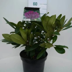 Rhododendron (Rhododendron 'Marcel Menard') -Goedkope DirectPlant winkel marcel mennard c5 voor
