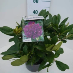 Rhododendron (Rhododendron 'Marcel Menard') -Goedkope DirectPlant winkel marcel mennard c5 zij
