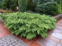 Valse Jeneverbes (Microbiota Decussata) -Goedkope DirectPlant winkel microbiota decussata