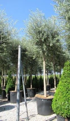 Olijfboom (Olea Europaea ) -Goedkope DirectPlant winkel olea 2