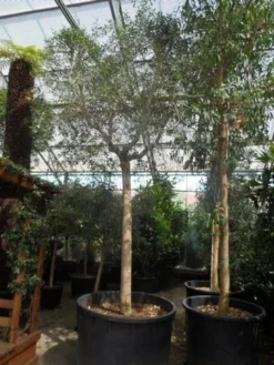 Olijfboom (Olea Europaea ) -Goedkope DirectPlant winkel olea europaea 40 45ho c750