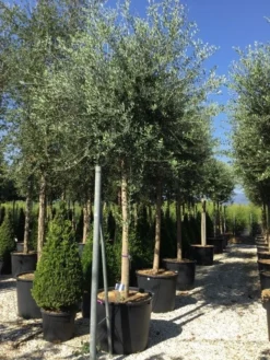 Olijfboom (Olea Europaea ) -Goedkope DirectPlant winkel olea europea 25 30