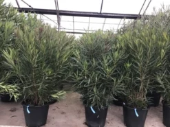Smalbladige Oleander (Nerium Oleander 'Papa Gambetta') -Goedkope DirectPlant winkel oleanderpapagambetta 1