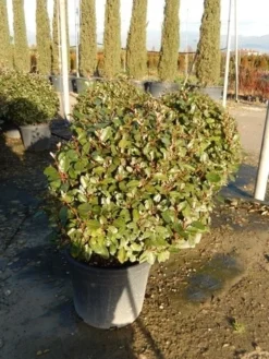 Olijfwilg Als Bol (Elaeagnus Ebbingei 'Compacta') 17 Olijfwilg Als Bol (Elaeagnus Ebbingei 'Compacta') -Goedkope DirectPlant winkel olijfwilg bollen 6070cm 2