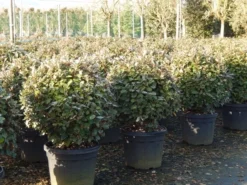 Olijfwilg Als Bol (Elaeagnus Ebbingei 'Compacta') -Goedkope DirectPlant winkel olijfwilg bollen 6070cm 4 1