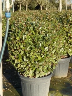 Olijfwilg Als Bol (Elaeagnus Ebbingei 'Compacta') 19 Olijfwilg Als Bol (Elaeagnus Ebbingei 'Compacta') -Goedkope DirectPlant winkel olijfwilg bollen 6070cm 5