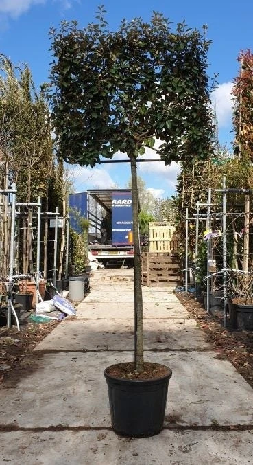 Olijfwilg Halfstam Als Leiboom (Elaeagnus Ebbingei) 2 Olijfwilg Halfstam Als Leiboom (Elaeagnus Ebbingei) - Afbeelding 2